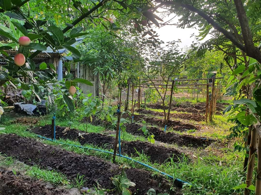 garden