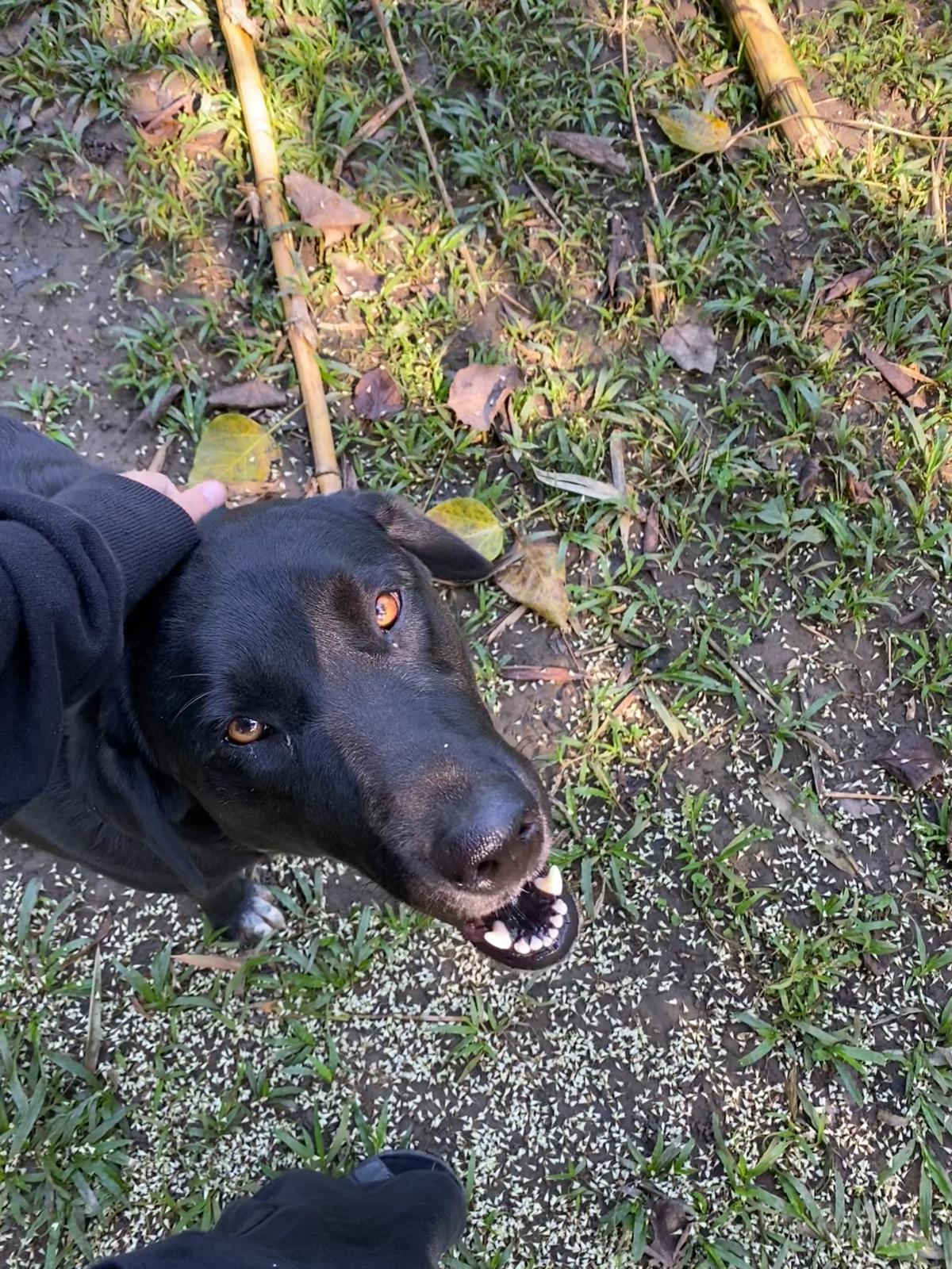 dog